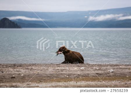 Bear teen caught salmon fish Bear teen caught salmon fish 27658239