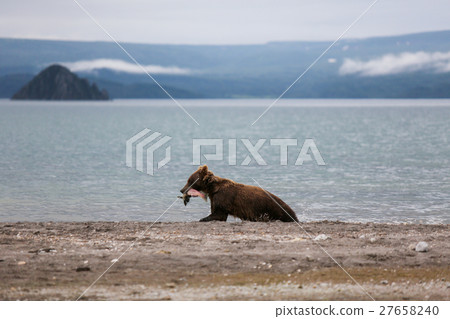 Bear teen caught salmon fish 27658240