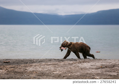 Bear teen caught salmon fish 27658241
