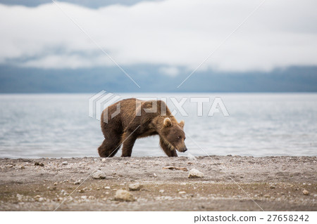 Bear teen caught salmon fish 27658242