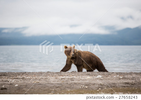 Bear teen caught salmon fish Bear teen caught salmon fish 27658243