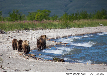 Mama bear and her cubs - great family 27658387
