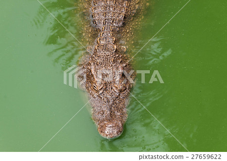Crocodile farm crocodiles in Siem Reap Crocodile farm crocodiles in Siem Reap 27659622