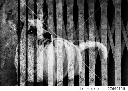 Dog Imprison in Black and White Tone Dog Imprison in Black and White Tone 27660136