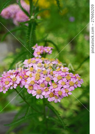 Beautiful Saw Palmetto Beautiful Saw Palmetto 27660209