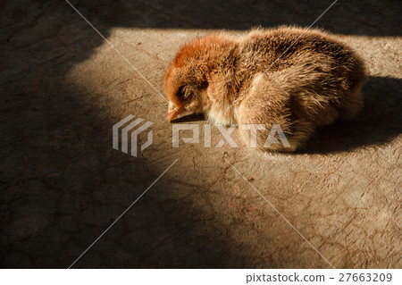 Chick sunbathing on the cement floor. Chick sunbathing on the cement floor. 27663209