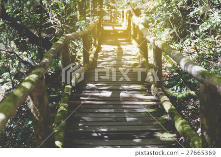rain forest walk way in Ang Ka nature trail located in Doi inthanon national park, the highest peak in Thailand rain forest walk way in Ang Ka nature trail located in Doi inthanon national park, the highest peak in Thailand 27665369