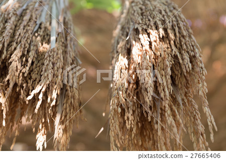 Dry spike rice is hanging on bamboo stick 27665406