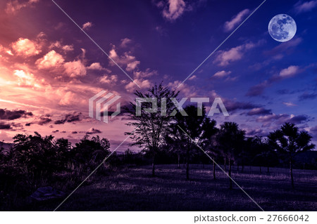 Trees against sky with clouds and full moon 27666042