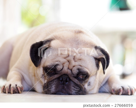portraits photo of a lovely white fat cute pug dog portraits photo of a lovely white fat cute pug dog 27666059