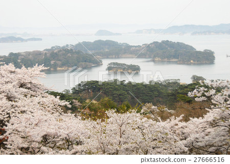 松島和榛子櫻花 27666516