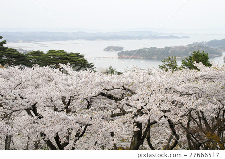 松島和榛子櫻花 松島和榛子櫻花 27666517