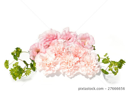 Pink carnation, gift to convey thanks, gift image material 27666656