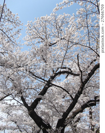 Cherry tree in full bloom Cherry tree in full bloom 27666709