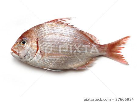 Tiko bream (tidi) Tiko bream (tidi) 27666954