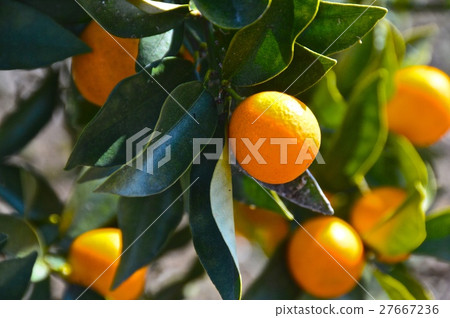Kumquat (Fukaya city, Saitama Prefecture) Kumquat (Fukaya city, Saitama Prefecture) 27667236