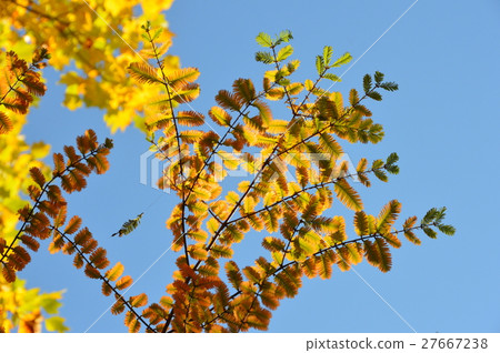 Ginkgo Metasequoia (Chichibu Muse Park / Chichibu city, Saitama Prefecture) Ginkgo Metasequoia (Chichibu Muse Park / Chichibu city, Saitama Prefecture) 27667238