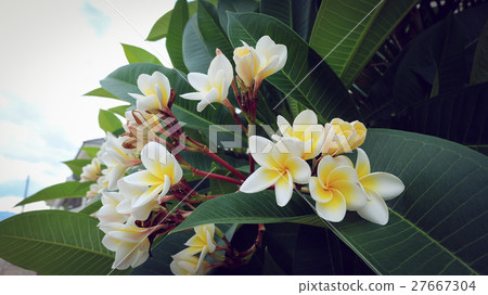 white frangipani tropical flower, plumeria flower white frangipani tropical flower, plumeria flower 27667304