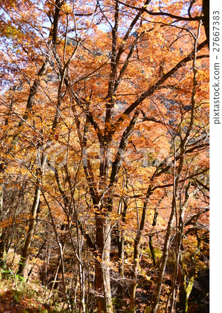 Autumn leaves trees 27667383