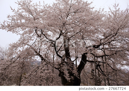 Cloudy sky Shokawa cherry tree 27667724