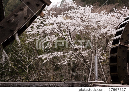 Cloudy sky Shokawa cherry tree 27667817