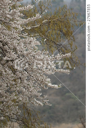 Cloudy sky Shokawa cherry tree 27667855