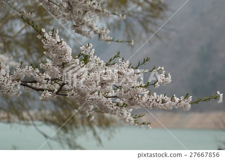 Cloudy sky Shokawa cherry tree 27667856
