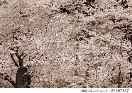 Shogawa cherry tree in full bloom 27667857
