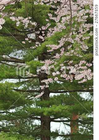 Cloudy sky Shokawa cherry tree 27667859