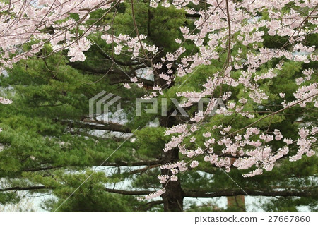 Cloudy sky Shokawa cherry tree 27667860