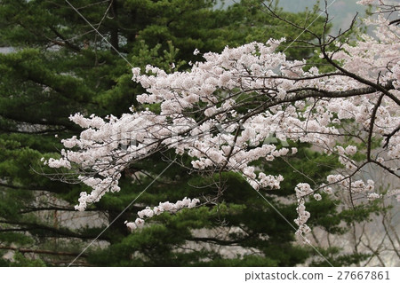 Cloudy sky Shokawa cherry tree 27667861