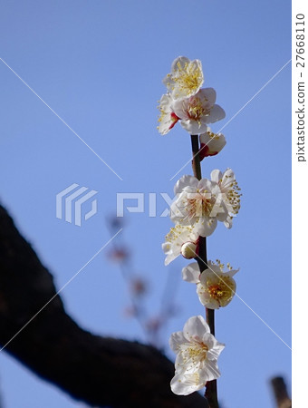 白梅 白梅 27668110