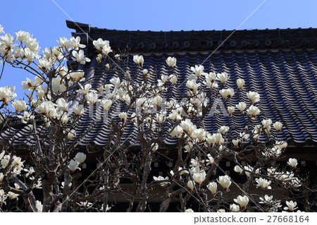 Akihisa's Shiraki lotus 27668164