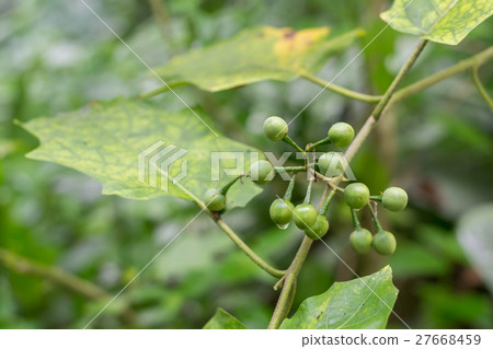 turkey berry on tree in garden,Thailand 27668459