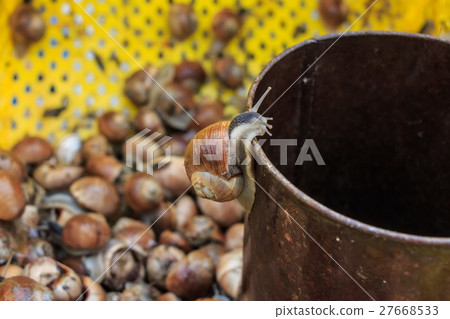 Edible snails on marketplace 27668533