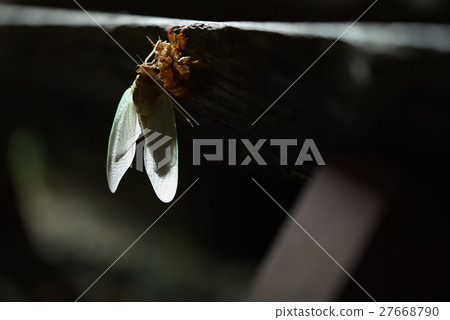 Cicadas freshly raised Cicadas freshly raised 27668790