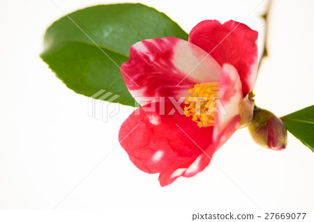 Hal Sasanqua / Kamakura Aperture Hal Sasanqua / Kamakura Aperture 27669077