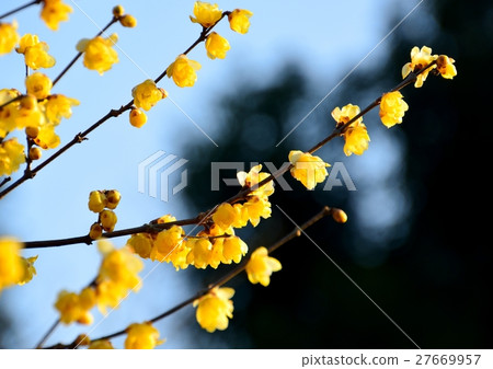 黃色花在lowbye開花以藍天為背景 黃色花在lowbye開花以藍天為背景 27669957