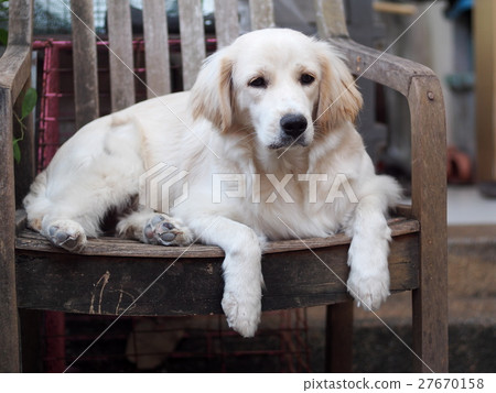 lovely crossbreed dog like small Golden Retriever lovely crossbreed dog like small Golden Retriever 27670158