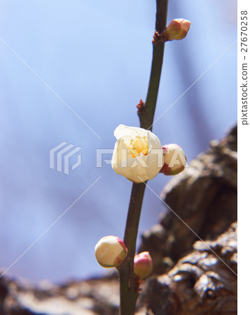 Blooming white plum bud Blooming white plum bud 27670258