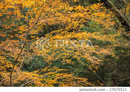 Colorful Red Maple Leaf Vibrant Tree in Autumn 27670521