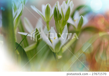 Snowdrops Snowdrops 27671570