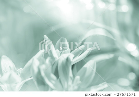 Snowdrops 27671571