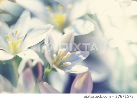 Snowdrops Snowdrops 27671572