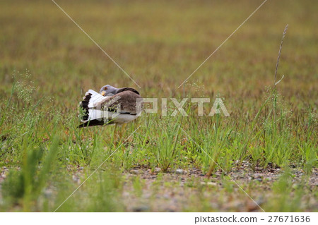 Keli的翅膀羽毛 27671636