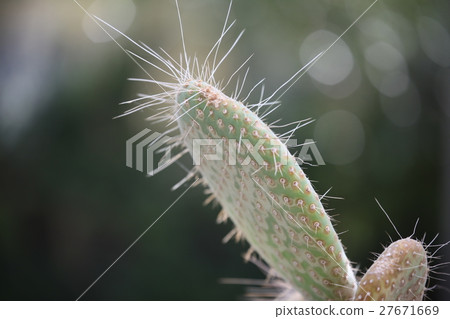 仙人掌 27671669