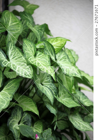 Shingoniumu 27671671