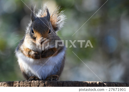 [Animal] Japanese squirrel up front (28) 27671901