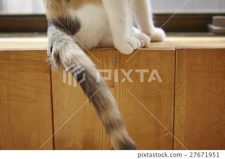 一隻貓 一隻貓 27671951