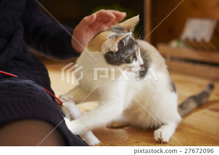 Cat Cafe Cat Cafe 27672096